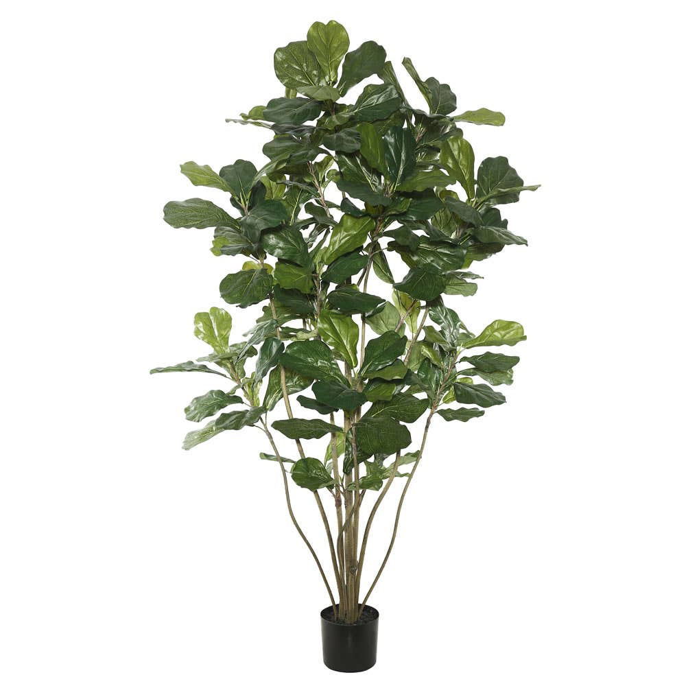 5' Potted Fiddle Tree W/168 Leaves-Green