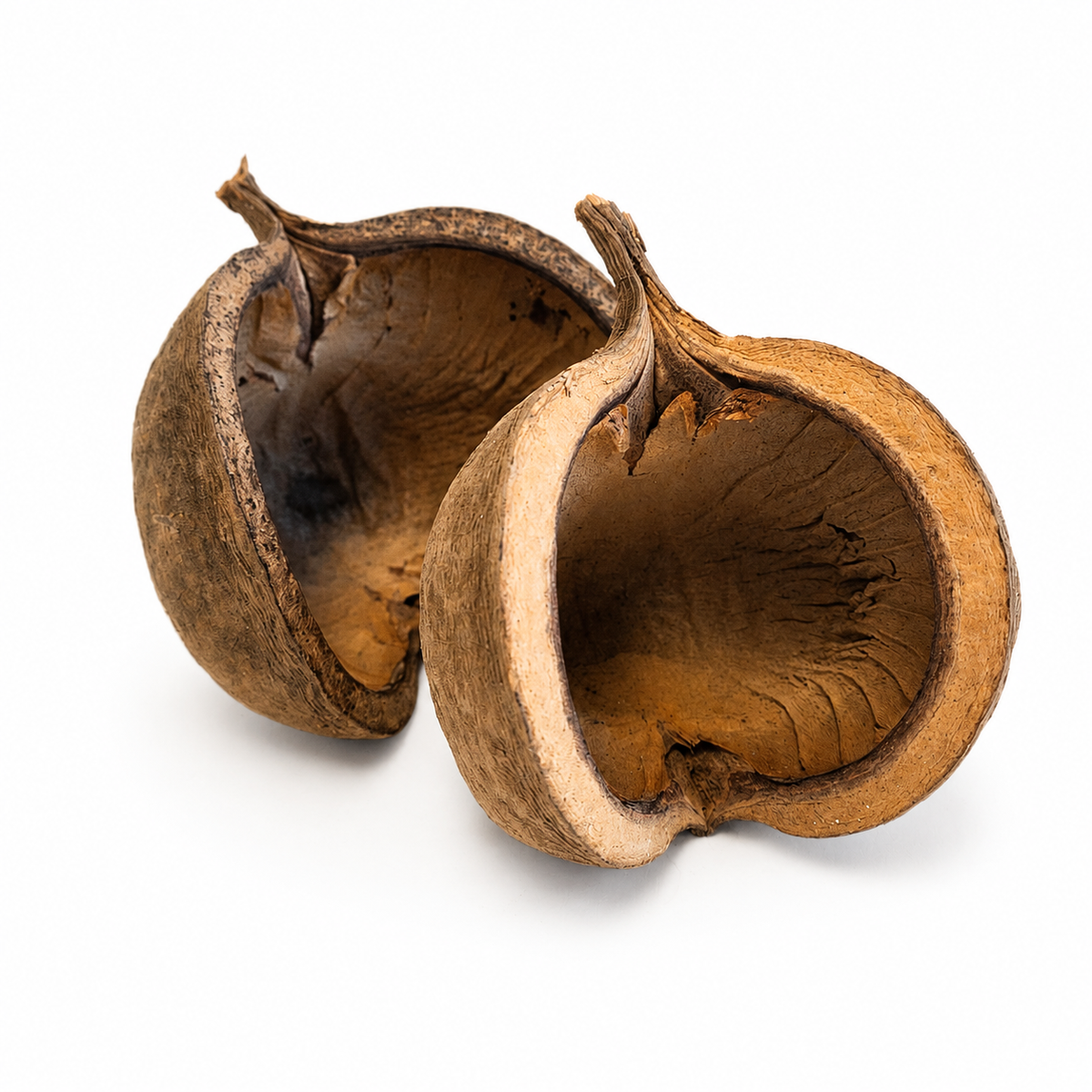 GS Foliage - Streculia (Buddha) Pods for Aquariums & Terrariums