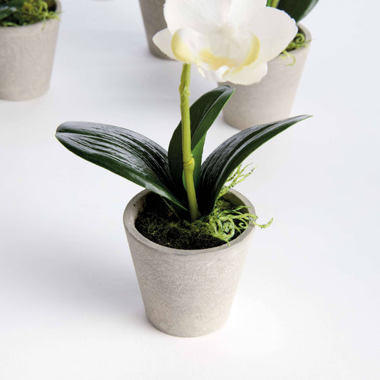 MINI PHALAENOPSIS ORCHIDS POTTED 9": White