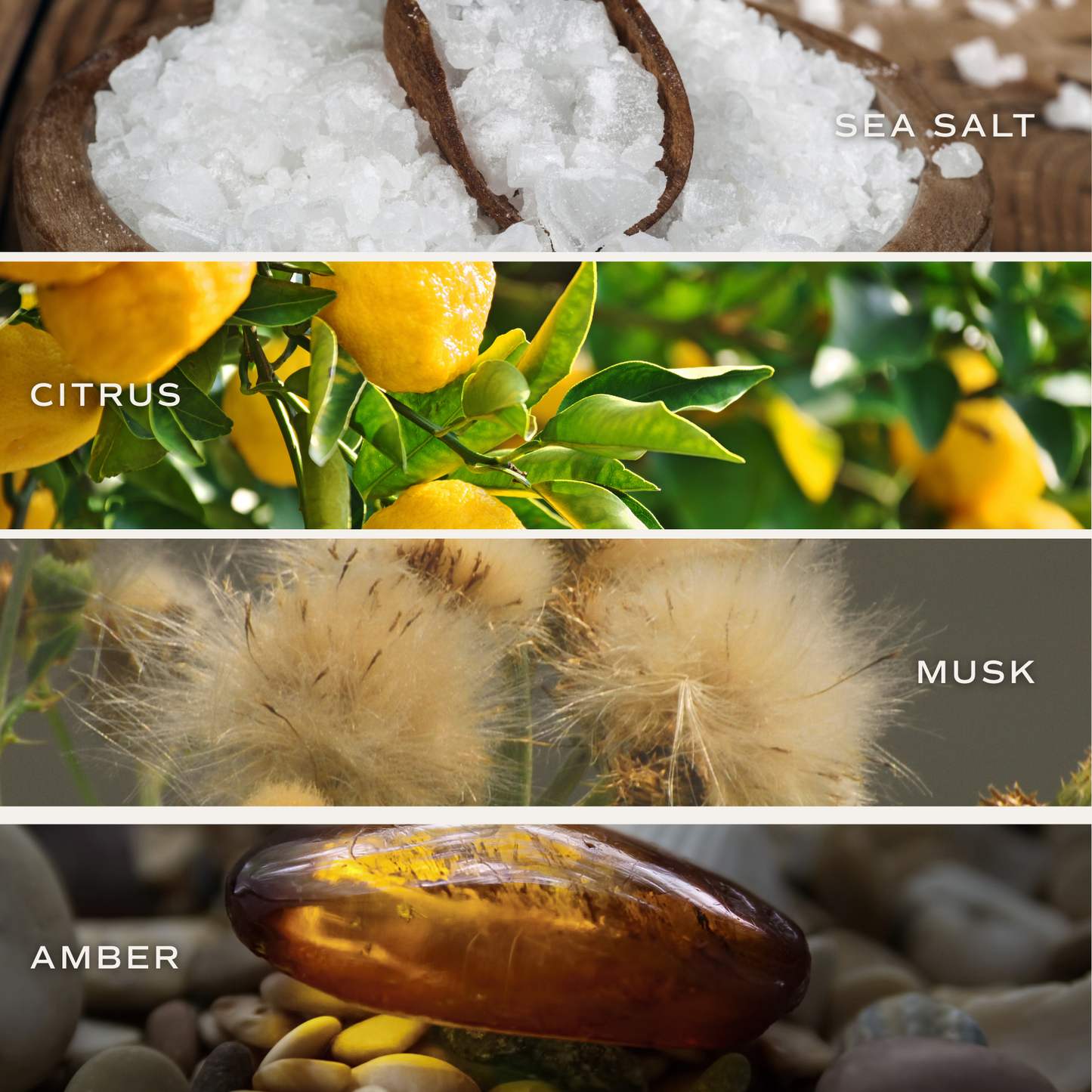 Hanging Air Freshener: SALT and SEA