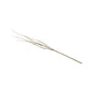 Mills Floral Company - Curly Willow Branch - 51 Inch