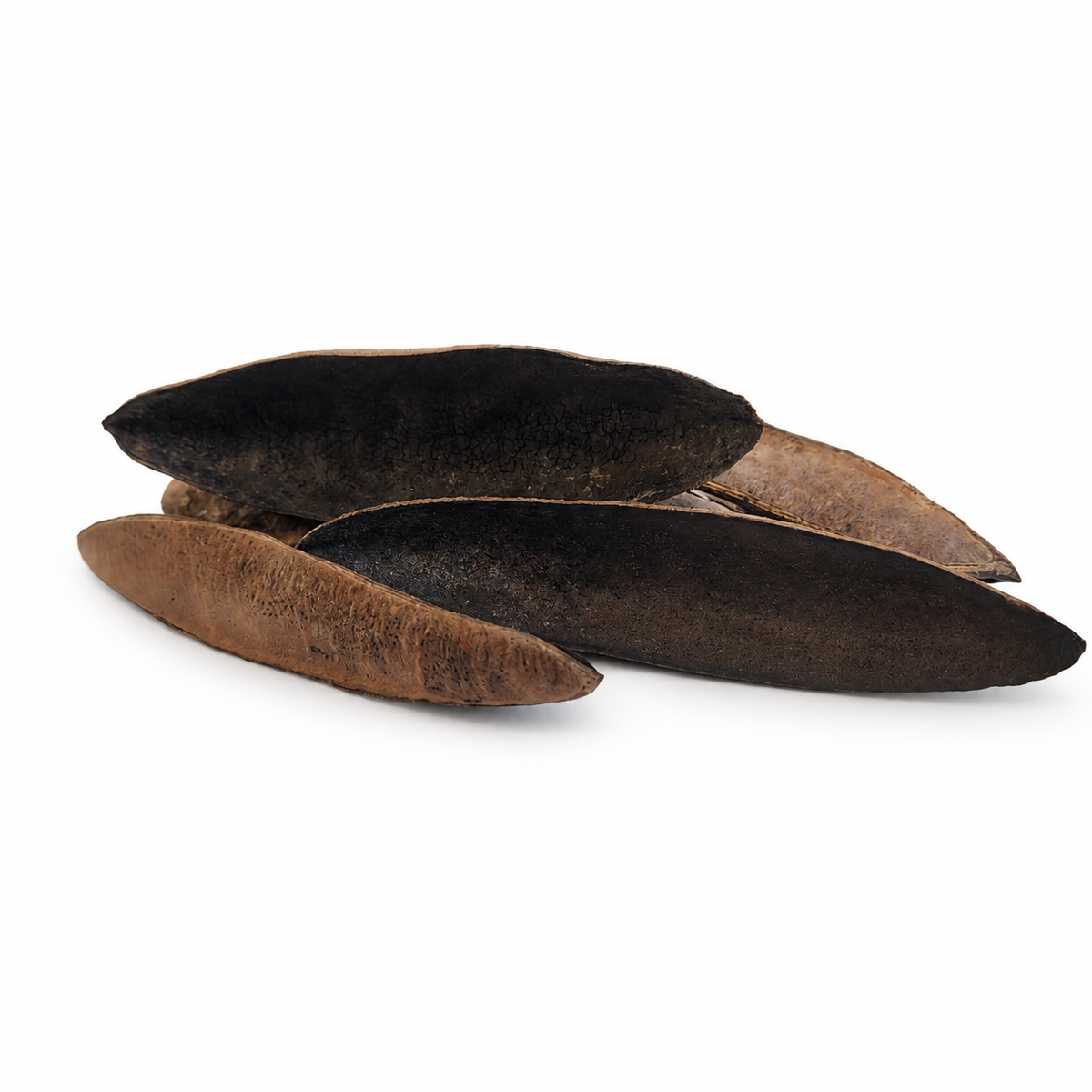 GS Foliage - Triangular (Antiquorum) Pods for Aquariums & Terrariums