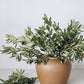 Prestige Botanicals - Olive Leaf Branch 33"
