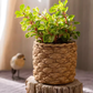 Grass Woven Looking Cement Planter: Small