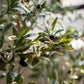 Artificial Olive Tree: Large