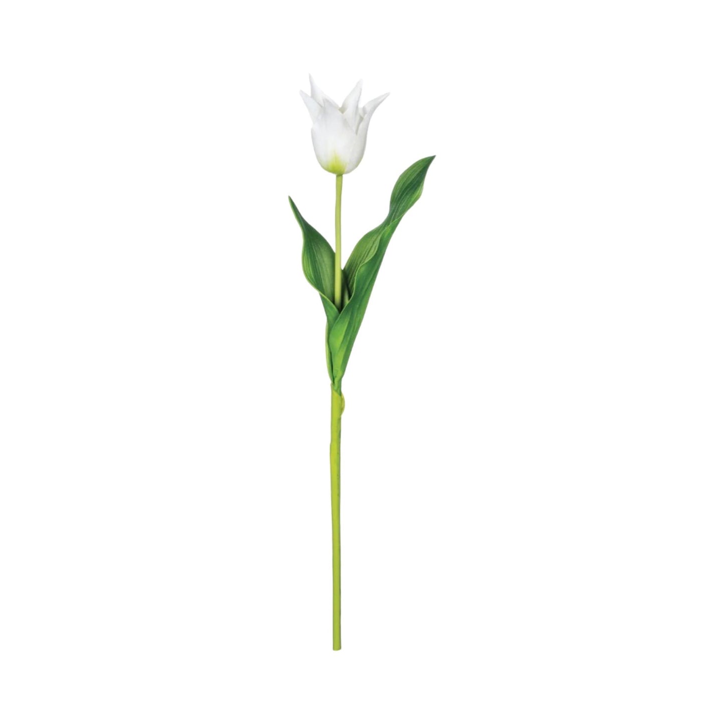 Small Tulip Stem