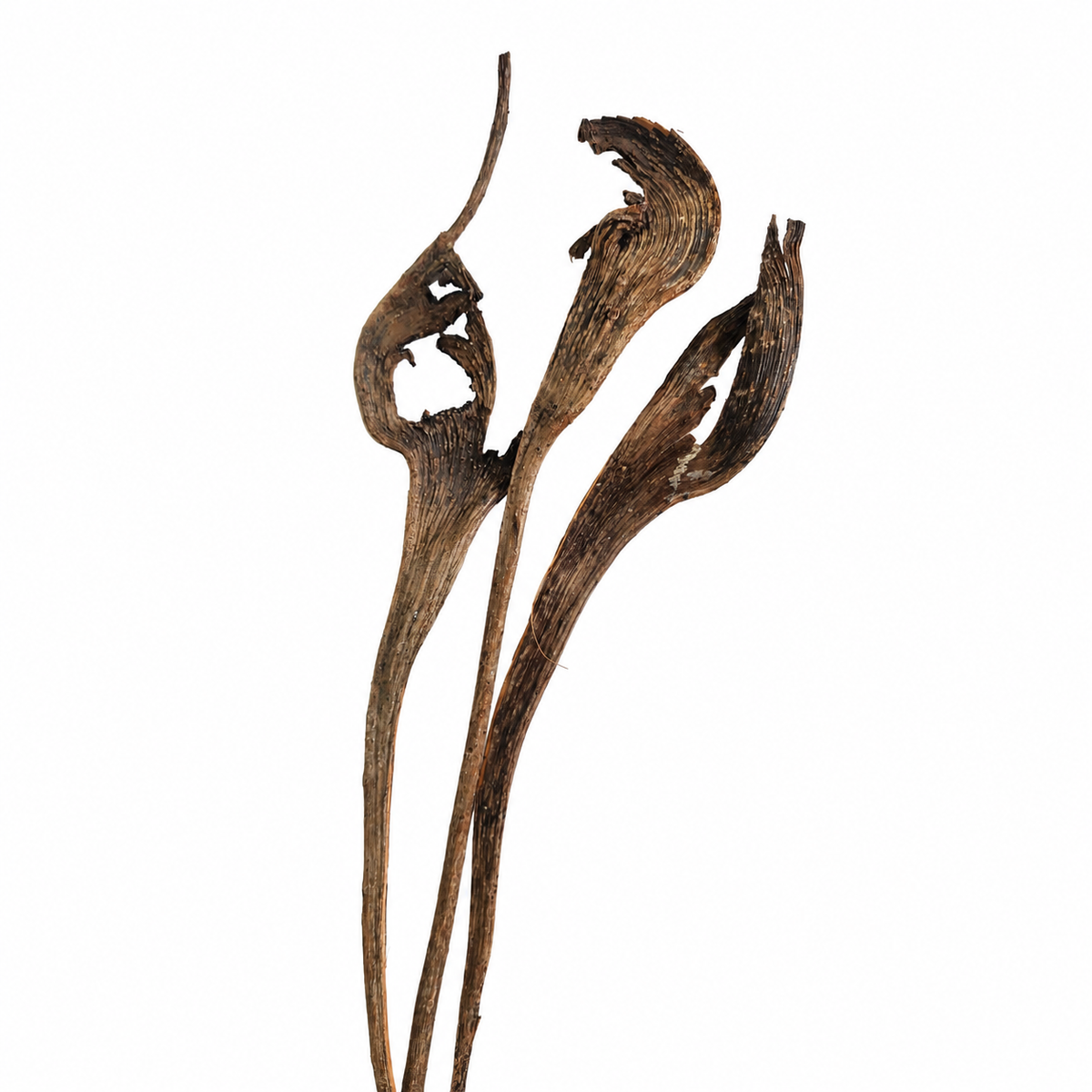 GS Foliage - Natural Natraj Branches for Terrariums & Vivariums