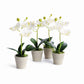 MINI PHALAENOPSIS ORCHIDS POTTED 9": White
