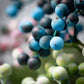 Colored Berry Stem: Individual Stem