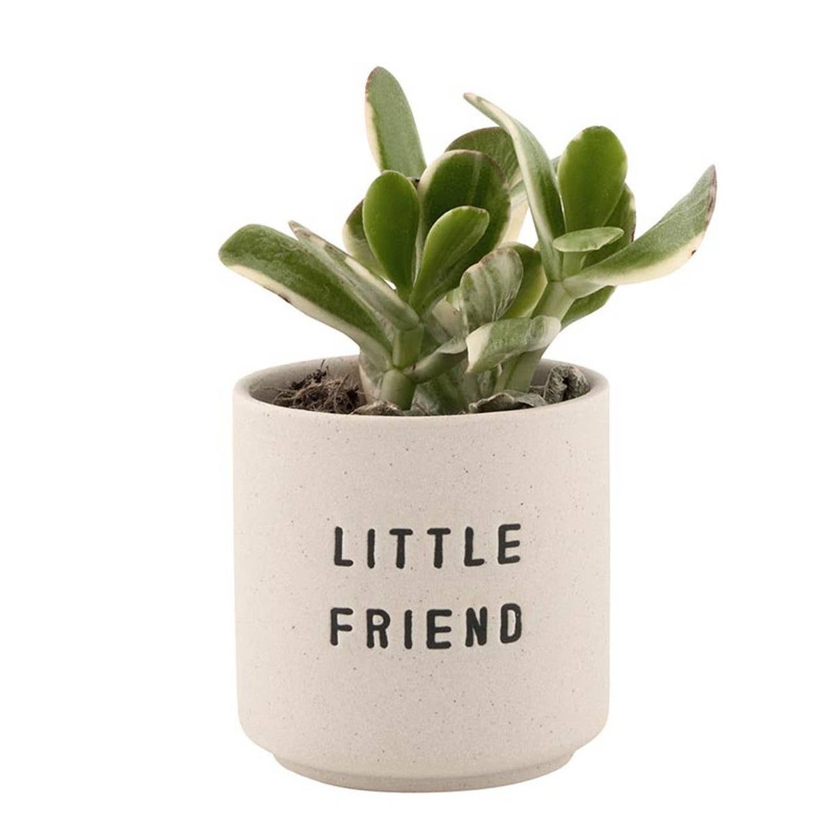 Santa Barbara Design Studio by Creative Brands - Ceramic Planting Pots - Set of 2: Material