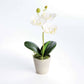 MINI PHALAENOPSIS ORCHIDS POTTED 9": White